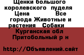 Щенки большого (королевского) пуделя › Цена ­ 25 000 - Все города Животные и растения » Собаки   . Курганская обл.,Притобольный р-н